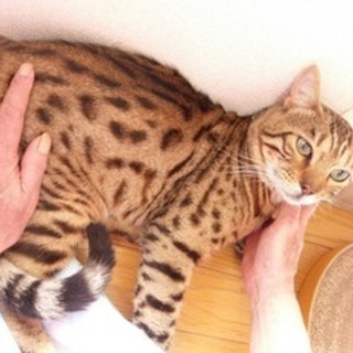 ベンガル♡シンバくん