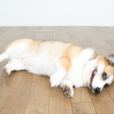 二年目のうちの子記念に写真スタジオで撮ってもらいました。寛ぎすぎてます