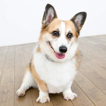 二年目のうちの子記念に写真スタジオで撮ってもらいました。