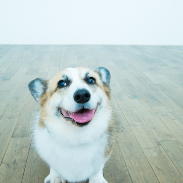 二年目のうちの子記念に写真スタジオで撮ってもらいました。