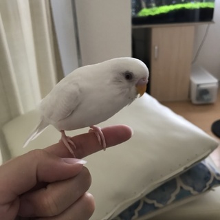 セキセイインコのユキちゃん