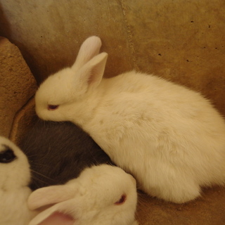 こうさぎ達の里親様ありがとうございます