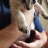 シャム風子猫の里親大募集 サムネイル5