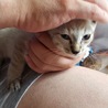 シャム風子猫の里親大募集 サムネイル3