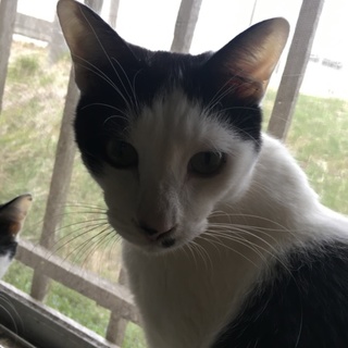 とても穏やかな「きみ君」です