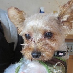 アグリドッグレスキュー譲渡会 サムネイル2