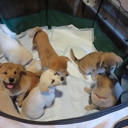 アグリドッグレスキュー譲渡会 サムネイル3