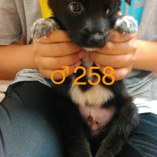 ♂258 里親募集です！