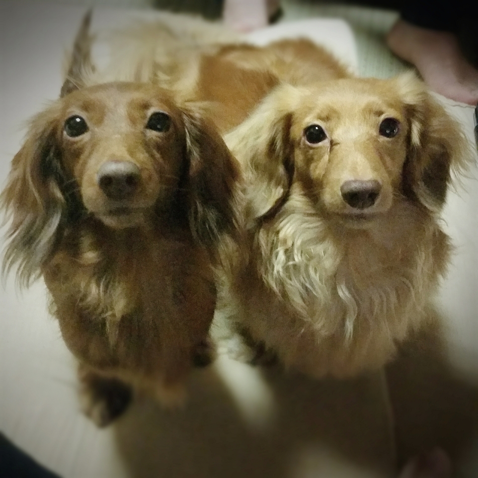 ナナのカバー写真