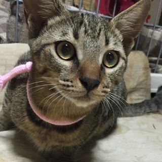 キジトラ♂☆もも君