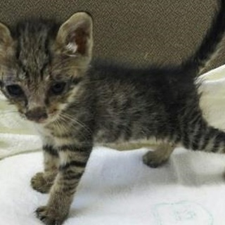 可愛いキジ兄弟が待っています！期限8/22朝迄