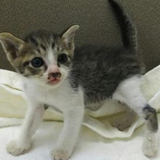 可愛いキジ兄弟が待っています！期限8/22朝迄