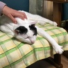 ニャン林
