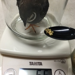 「マフラーでおしゃれしてみましたん＾＾」サムネイル2