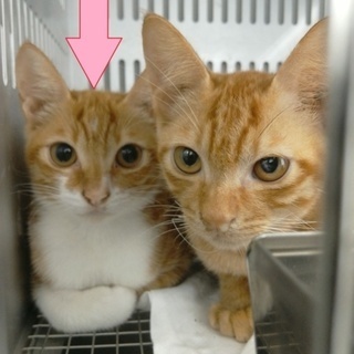 緊急！明日の朝が期限です！延長無！