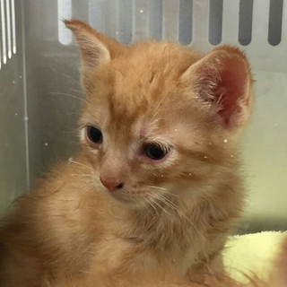 緊急！明日の朝が期限です！延長無！