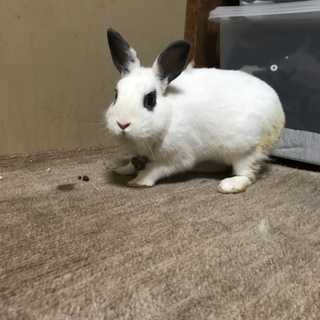 白のミニウサギと茶色のホーランドロップです