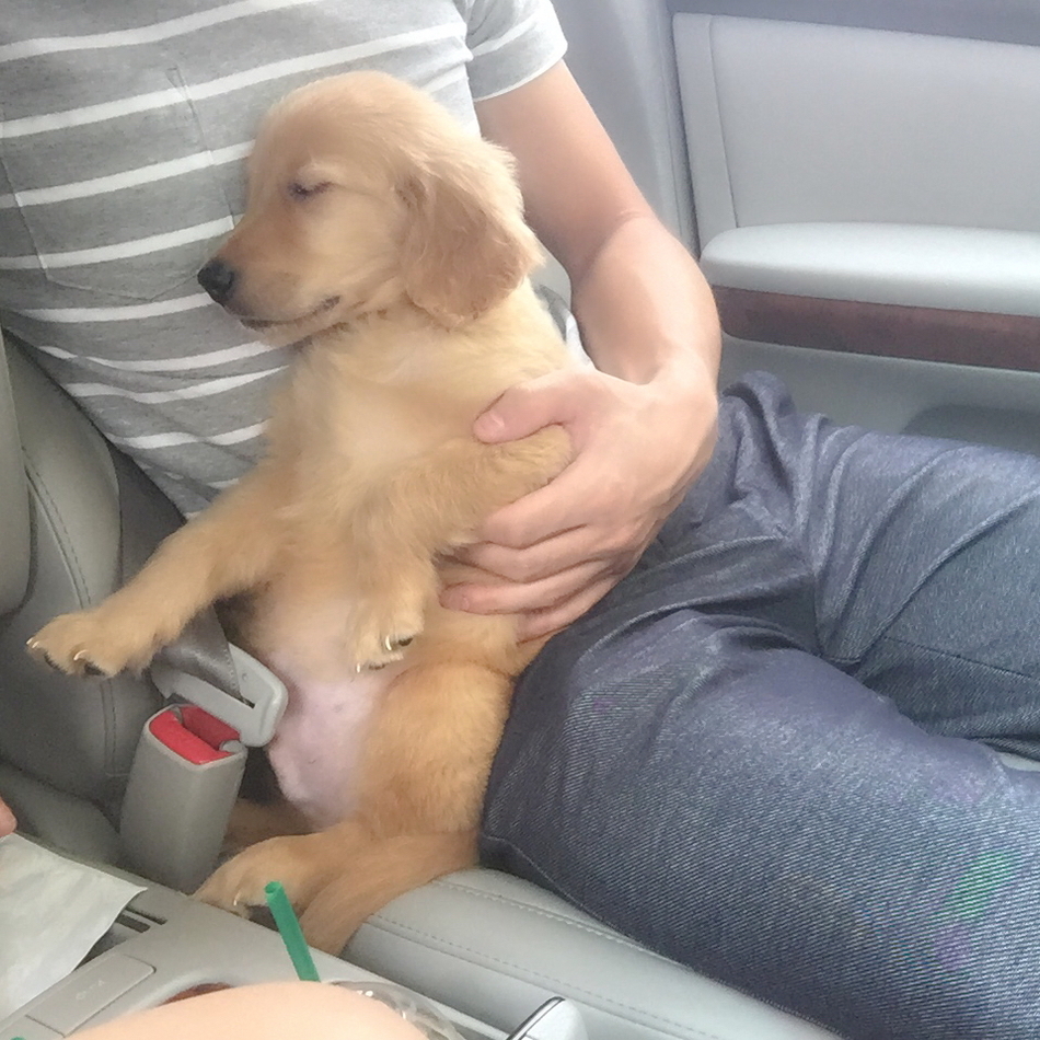 シンバのカバー写真