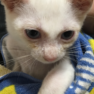 人懐こいやんちゃな白チビ猫