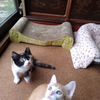 里親募集*ฅ´ω`ฅ*