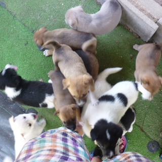 可愛い盛りのワンズ達！！