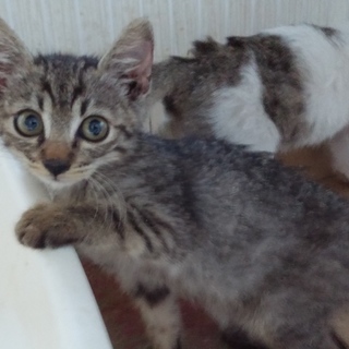 新しいおうち探しています