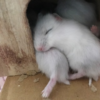 赤ちゃん　ジャンガリアンハムスター　3匹　白い