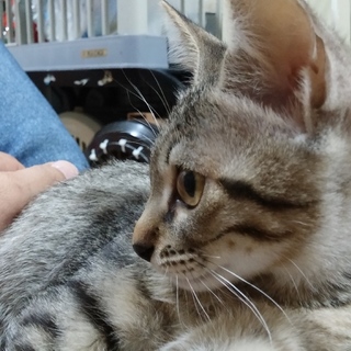 新しいおうち探しています