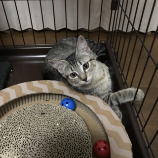 キュートな女の子です 3ヶ月