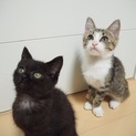 子猫の里親さん募集中！！