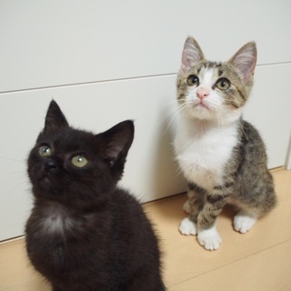 子猫の里親さん募集中！！