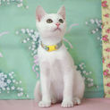 控えめな白猫男子のくお君♪