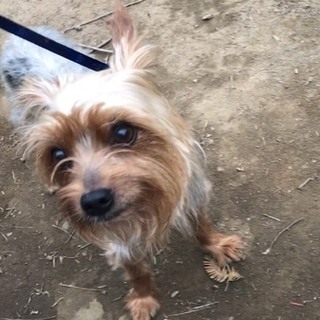 ヨーキーの男の子の新しい家族を探しています。
