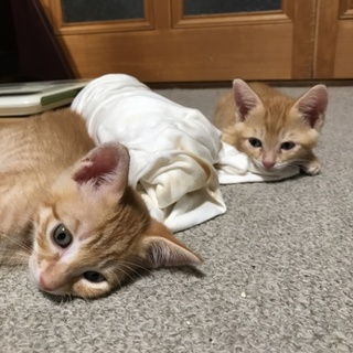 茶トラの子猫ちゃん2匹