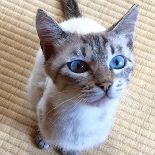 シャムミックス ブルーアイの綺麗な女の子2〜3才