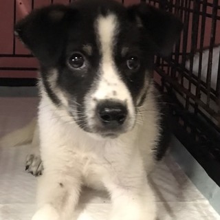 ♂289 里親募集です！