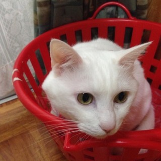 老夫婦が可愛がってきた真っ白な雄猫です。