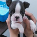 ボストンテリア7ヶ月の里親募集