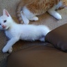 猫の里親を募集しています。 サムネイル4