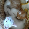 猫の里親を募集しています。 サムネイル5