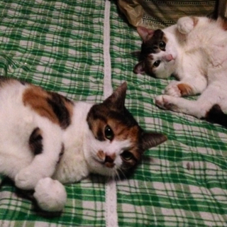 人馴れした猫ちゃん