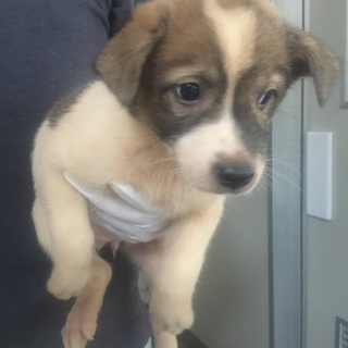 決定・人懐っこい甘えん坊白茶MIX雌