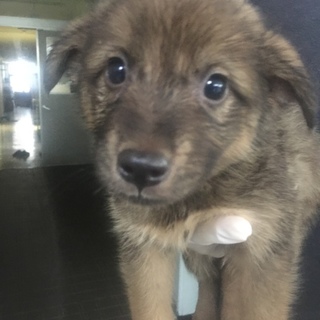 決定・人懐こい甘えん坊茶MIX雌