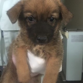 決定・人懐っこく小さな茶MIX雌