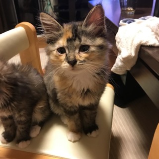 三毛猫ちゃん長毛子猫の里親さん募集！