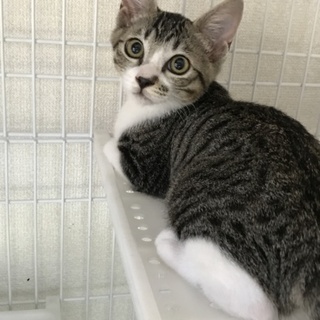 【美少年】キジ白男の子 生後約４ヶ月