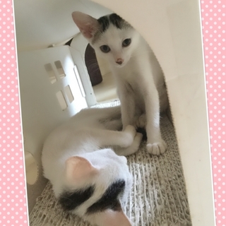 最後のえんちゃんもトライアル決定  怖がりさん