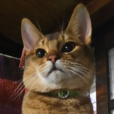 むっちりむちむちです