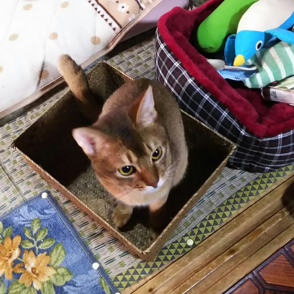 ゴン太のカバー写真