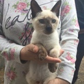 懐っこいシャム猫 里親募集 ブルーアイ